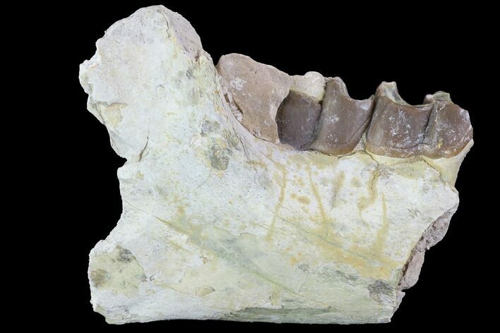 Hyracodon (Running Rhino) Jaw Section - South Dakota #90260